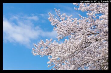 東京的休日/渕崎ゆり子(李紅蘭) ピアノで弾いてみた