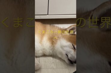 寝かせてくれ！ #柴犬　#くまころー
