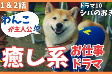 【シバのおきて】あのころの平成を浴びたい人、見て損はなし！テンポがよいドラマ最高だよね《ねむり猫/ウーママ》