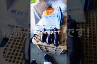 #すがはら農園　大和高田市＃農業#秋茄子＃サニーレタス#shortvideo #s #shorts