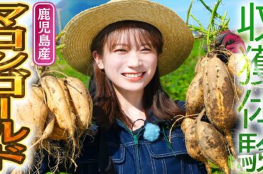中身が黄金色のさつまいも！？栗のような甘さの「マロンゴールド」を秋元真夏が収穫！