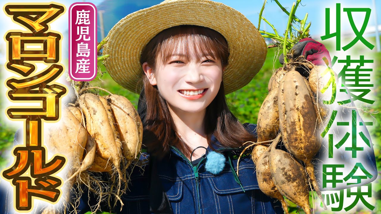 中身が黄金色のさつまいも!?栗のような甘さの「マロンゴールド」を秋元真夏が収穫! 中身が黄金色のさつまいも!?栗のような甘さの「マロンゴールド」を秋元真夏が収穫!