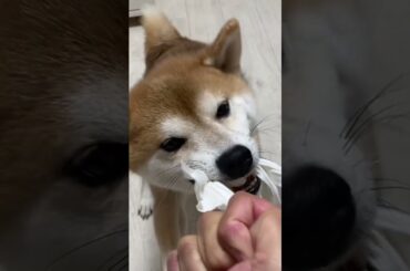 俺と遊びたいのか！　#柴犬　#くまころー