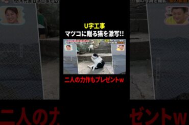 U字工事 マツコに贈る猫を激写!! 二人の力作もプレゼントw｜#かりそめ天国 #TVer で最新話配信中！