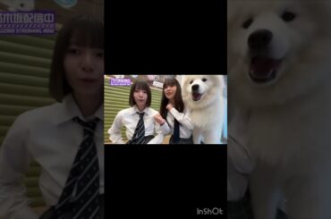 #乃木坂46 #日向坂46 #渡辺莉奈 #小川彩 #かわいい