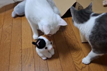 しゃべる猫とアッシュくんとさとるくん