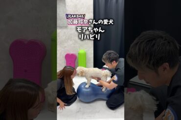 元AKB48加藤玲奈さんの愛犬モアちゃんのリハビリ🐕#加藤玲奈