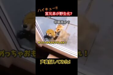 宮兄弟が野生化した！？#声真似 #ハイキュー #稲荷崎 #宮兄弟 #宮侑 #宮治 #北信介 #宮野真守 #株元英彰 #野島健児 #anime #アニメ