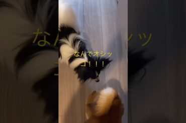 興奮しすぎて！ #柴犬　#くまころー