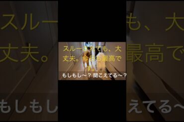 柴犬に癒されて！ #柴犬　#パピヨン