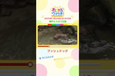 手には水かき！「ブッシュドッグ」　兵庫「神戸どうぶつ王国」　#shorts #読売テレビニュース #すまたん ＃あにまるウォッチ #動物