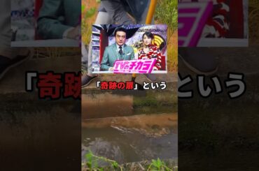 テレビ番組で解決した行方不明事件とは