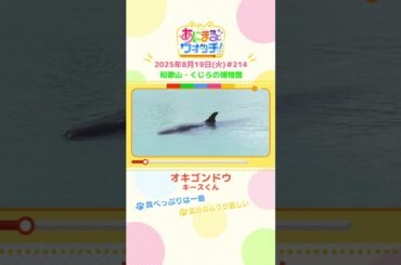 気分のムラが激しい！「オキゴンドウ」　和歌山「くじらの博物館」　#shorts #読売テレビニュース #すまたん #あにまるウォッチ #動物