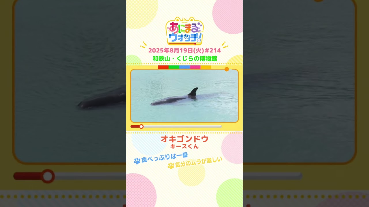 気分のムラが激しい!「オキゴンドウ」 和歌山「くじらの博物館」 #shorts #読売テレビニュース #すまたん #あにまるウォッチ #動物 気分のムラが激しい!「オキゴンドウ」 和歌山「くじらの博物館」 #shorts #読売テレビニュース #すまたん #あにまるウォッチ #動物