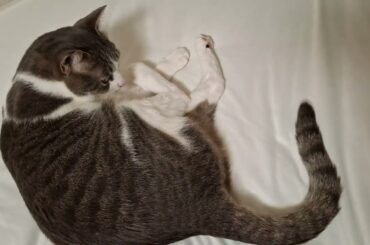 大きくなったアッシュくん