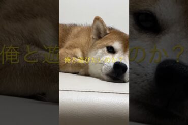 柴犬くまころー #飼い主55歳