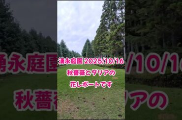 湧永庭園の秋バラ&ダリア、ホトトギス（花）【2025/10/16開花状況】 #short　#写真　広島県安芸高田市の庭園です