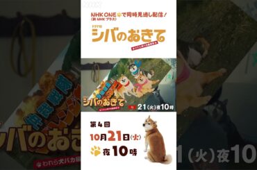 【ドラマ10 シバのおきて】大東駿介 飯豊まりえ 第4回 15秒PR | NHK | #shorts