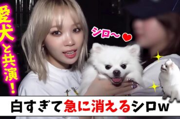 【LE SSERAFIM】チェウォンの愛犬シロ、演技中に消えるｗｗw【日本語字幕】