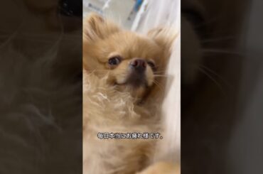 大沼晶保 ぷぐまるくんからみなさんへ♪ Instagram 櫻坂46