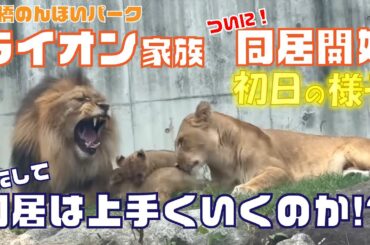 【速報】ライオン家族、ついに同居開始！初日の様子を大公開🦁✨️