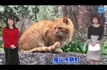 ２月２２日　”猫の日”ネコが似合う港町「鞆の浦」で気ままに遊ぶネコ達