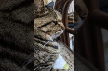 うちの猫の声は大谷育江氏の次くらいに可愛い気がする #みーちゃん #ねこ