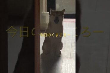 柴犬くまころー　#柴犬飼い主55歳　#ポイポイポー君三世
