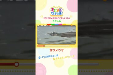 4つの視野をもつ魚！「ヨツメウオ」　大阪・吹田市「ニフレル」　#shorts #読売テレビニュース #すまたん ＃あにまるウォッチ #動物