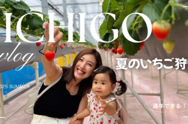 【真夏のいちご狩り🍓】大好きな苺を前に興奮！自分で狩る課外授業｜１歳半祝いに｜歩き始め