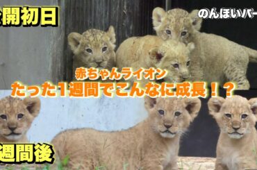【感動】たった1週間でここまで成長!? のんほいパークの赤ちゃんライオンに涙…🦁✨