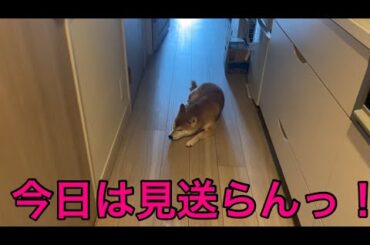 【柴犬飼い主55歳】 「飼い主を見送る柴犬6日間ドキュメント〜そして伝説の“拒否日”〜」