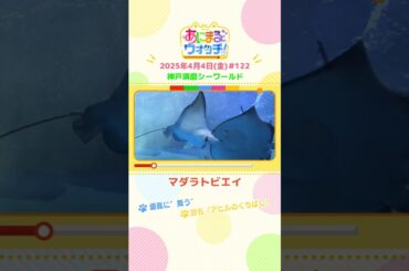 優雅に“舞う”「マダラトビエイ」兵庫「神戸須磨シーワールド」　#shorts #読売テレビニュース #すまたん ＃あにまるウォッチ #動物