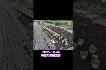 好奇心は栄養素、今日も新たな発見を　2025.10.24 神奈川県横浜市　今川公園の風景　#秋の気配 #公園の風景 #parkinsonsdisease #わたなべまき #膨張宇宙