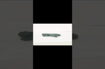 【小澤亜李】 おもちゃに怖がるありちゃん