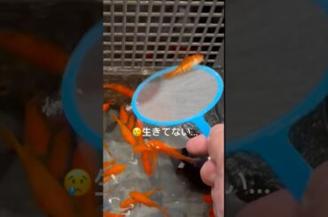 金魚を優しく乗せたら体重を知ることができて喜びに溢れた