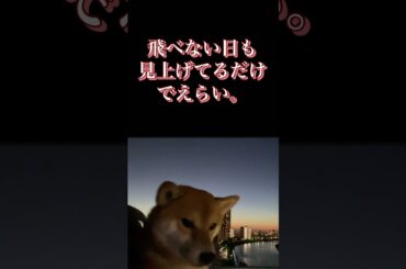 #柴犬 #くまころー #犬好きと繋がりたい #癒し動画 #ポイポイポー君三世