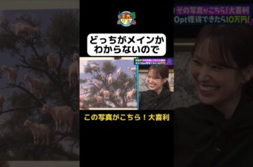 【どっちがメイン？】#華大さんと千鳥くん #shorts  #博多華丸大吉 #千鳥 #かまいたち #藤井サチ #佐々木久美 #村瀬紗英   #面白い #切り抜き