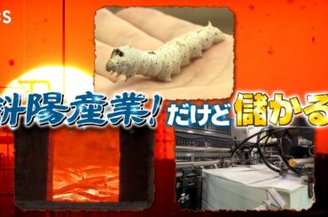 『がっちりマンデー!!』斜陽産業スター! 養蚕､炭焼き､印刷…ピンチ業界にチャンスあり 10/26(日)【TBS】