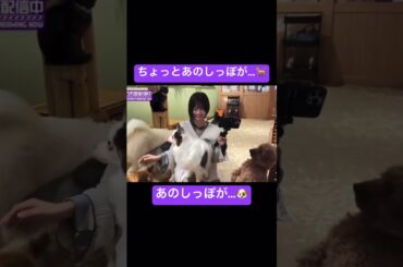 アルノの雑魚ボイスに癒される時間 #乃木坂46 #中西アルノ
