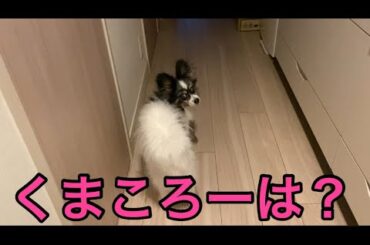 【柴犬飼い主55歳】本当は1番に飼い主を見送りたいけど先を越されたためでてこれない柴犬。