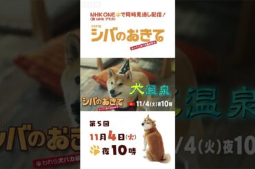 【ドラマ10 シバのおきて】大東駿介 飯豊まりえ 第5回 15秒PR | NHK | #shorts