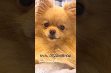 大沼晶保 ぷくまるくんからみなさんへ♪10月31日 Instagram 櫻坂46