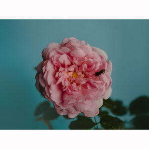 Perfumer Hがジェンダーレスで型破りな香りの“オードパルファン・ローズ ウィズ インセクト”を全国発売！