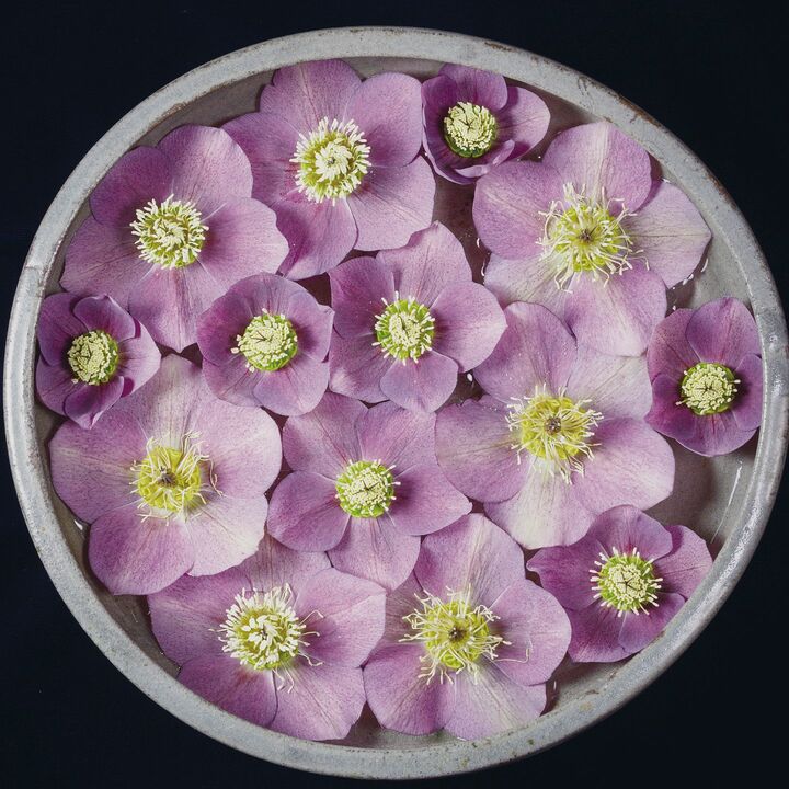 ジョンマスターオーガニック2025ホリデーコレクション