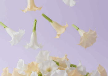 Hoshina & 雨宮妃里、「ブルグマンシア (feat. 初音ミク)」を配信開始｜THE MAGAZINE