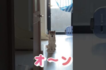 飼い主へのお見送り！ #柴犬　#くまころー