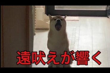 【柴犬飼い主55歳】仲間の証の遠吠えの声が日に日に響きをますようなっている柴犬。