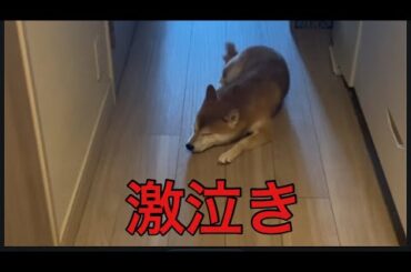 【柴犬飼い主55歳】わざと柴犬の名前を間違いて呼んでいたら激泣きする。