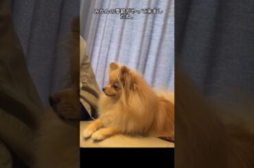 大沼晶保 ぷぐまるクンのもぐもぐタイム♪ Instagram 櫻坂46